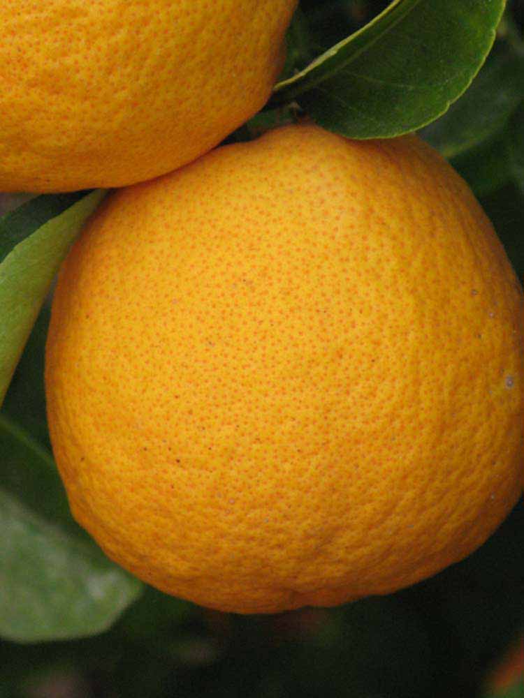            Fruit (Riverside, CA)   